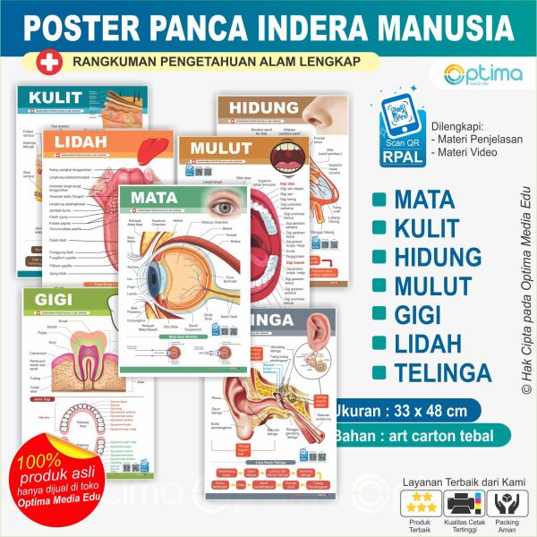 Anatomi panca indra