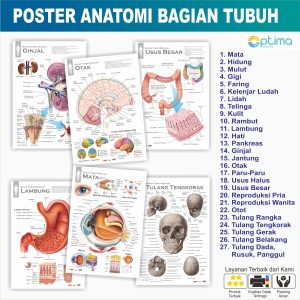 carta anatomi organ manusia