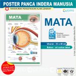 Anatomi panca indra