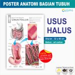 carta anatomi organ manusia