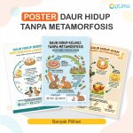 iklus Hidup Hewan Tanpa Metamorfosis (Ametabola)