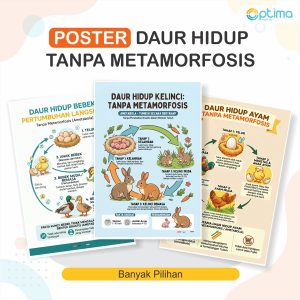 iklus Hidup Hewan Tanpa Metamorfosis (Ametabola)