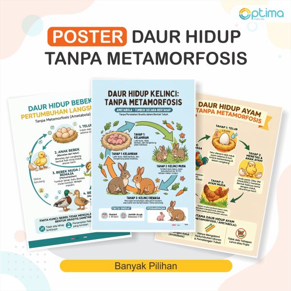 iklus Hidup Hewan Tanpa Metamorfosis (Ametabola)